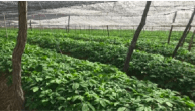 西洋参种植基地