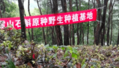 石斛种植基地