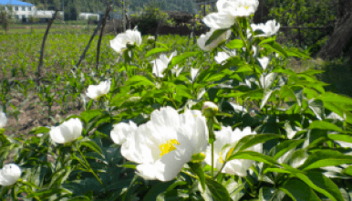 白芍种植基地