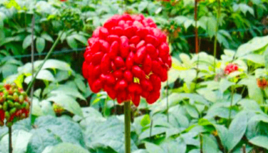 云南三七种植基地